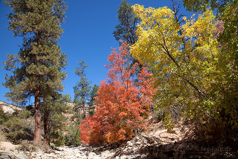 Herbstlicher Zion NP - IX